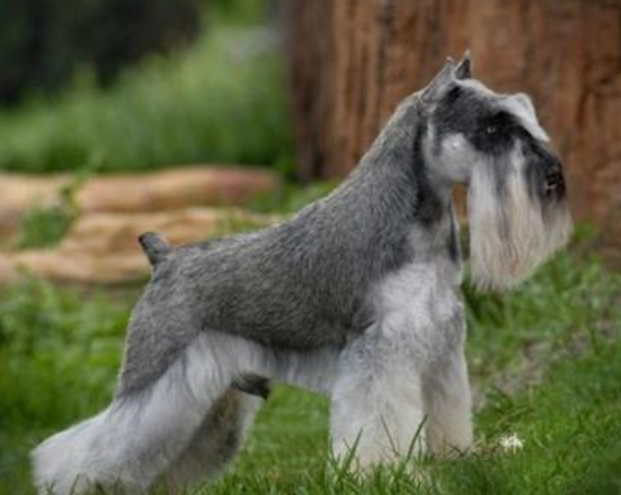 How does a dog’s hair harden? These are the most common points