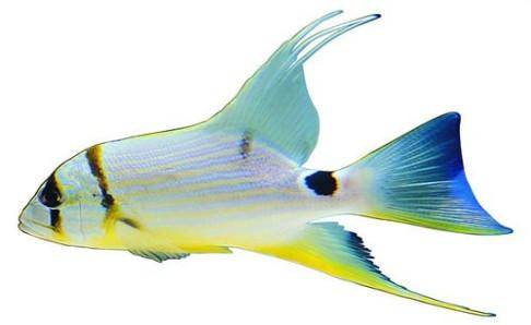 What about white spots on tropical fish