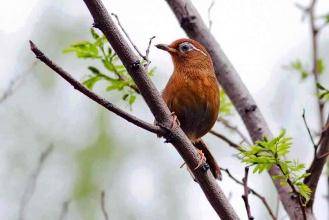 How to raise a thrush is not afraid of people