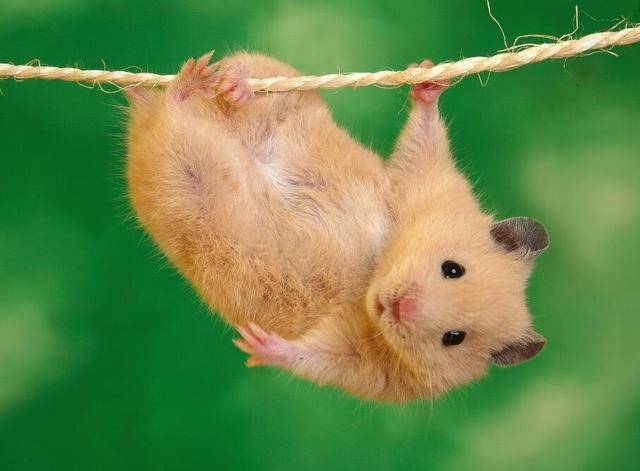 What food do hamsters eat