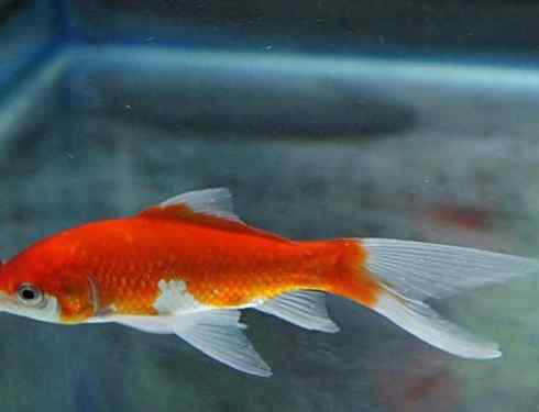 How to treat goldfish when they don't move at the bottom