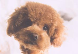 How about a toy poodle