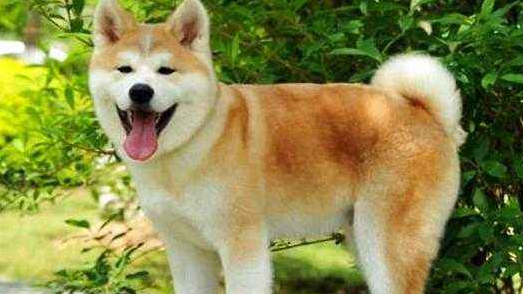 Which is better, firewood dog or Akita dog? You can compare it like this
