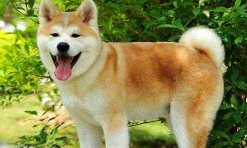 Which is better, firewood dog or Akita dog