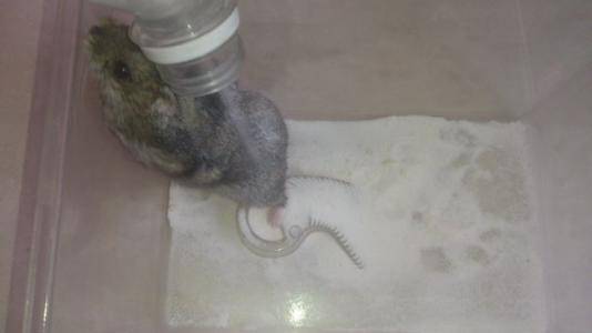How do hamsters take a bath