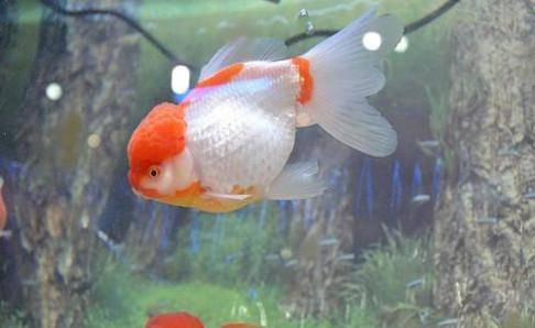 What about white spots on tropical fish