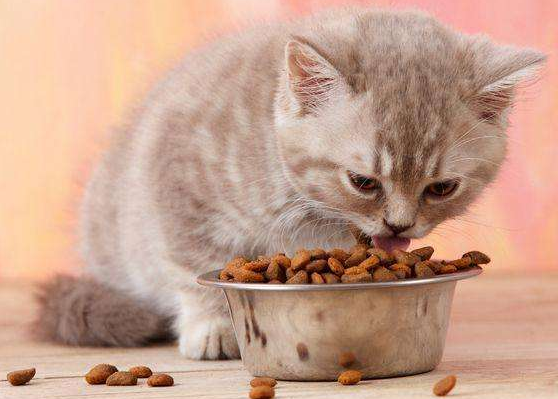 How old can a kitten eat cat food? This is usually the time period
