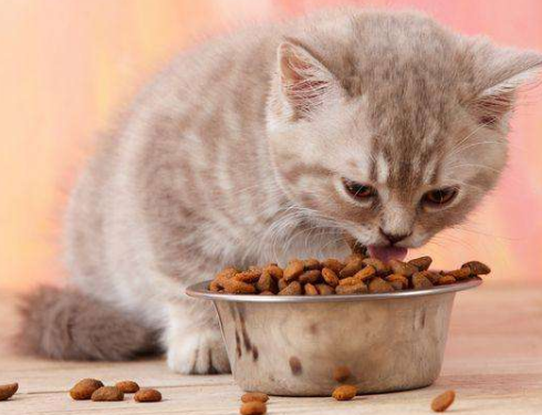 How old can a kitten eat cat food