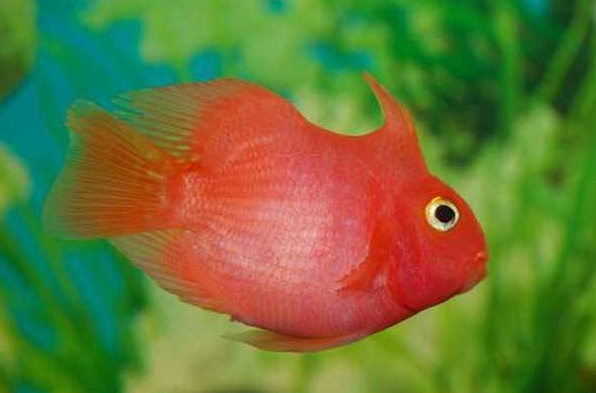 What if parrot fish lays eggs? We can do this