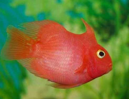 What if parrot fish lays eggs