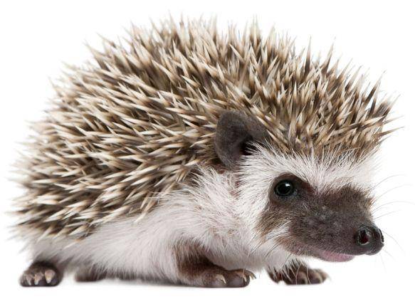 What do hedgehogs like to eat
