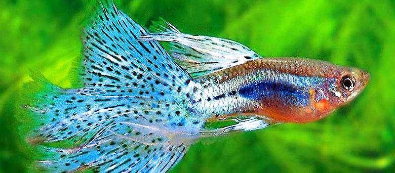 The pregnant characteristics of guppies can be proved by these points