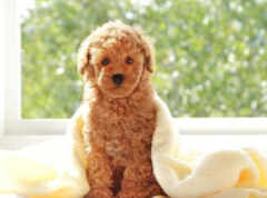 How about a toy poodle