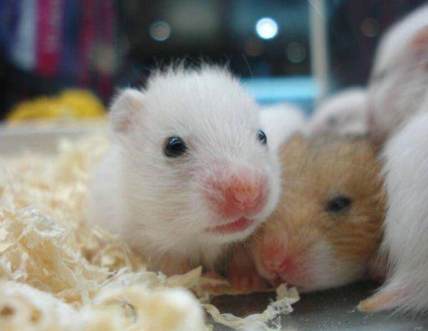 What can hamsters eat? There’s a lot to eat