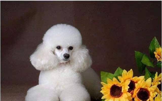 Is it easy to keep a poodle or Samoye? Compare these aspects