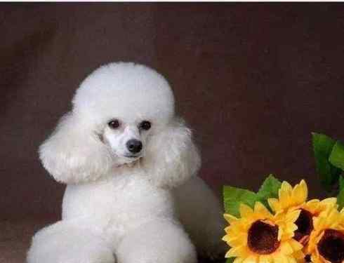 Is it easy to keep a poodle or Samoye