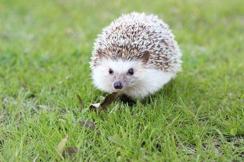 What do hedgehogs like to eat