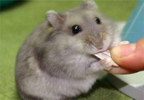 What can hamsters eat