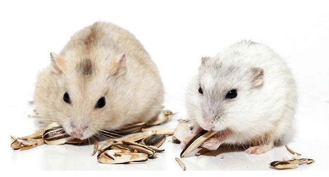How do hamsters mate? Pay more attention to this time period