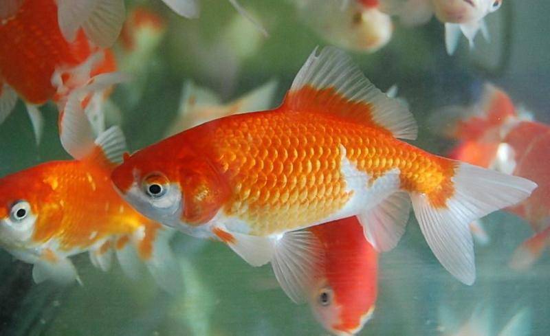 How to treat goldfish when they don't move at the bottom