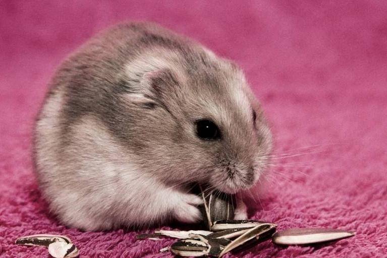 How many times a day do hamsters feed? It all depends on the situation