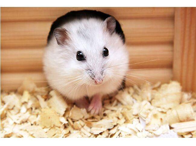 What food do hamsters eat