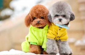 How about a toy poodle? Let’s have a general understanding