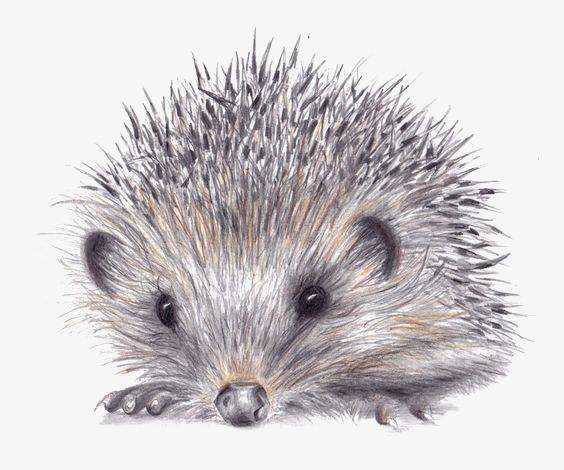 What do hedgehogs like to eat?, It eats all these things