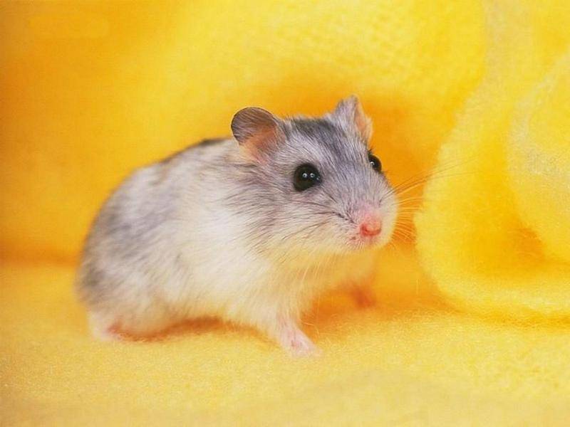 What food do hamsters eat? There is actually a lot of food to eat