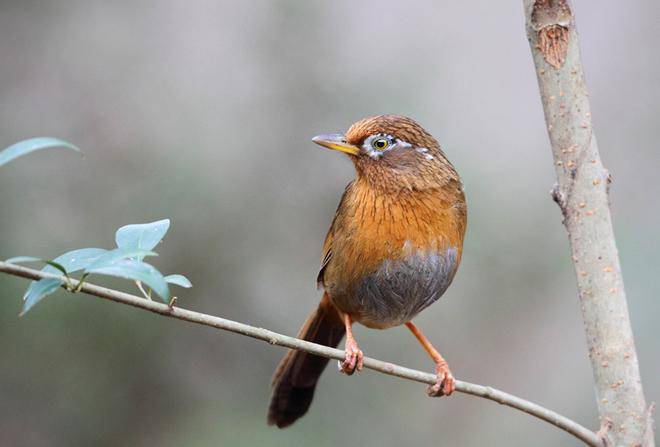 How to raise a thrush is not afraid of people