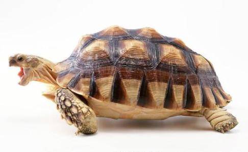 How does tortoise gastroenteritis treat