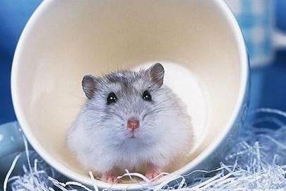 How can a hamster not die? Pay attention to these key points