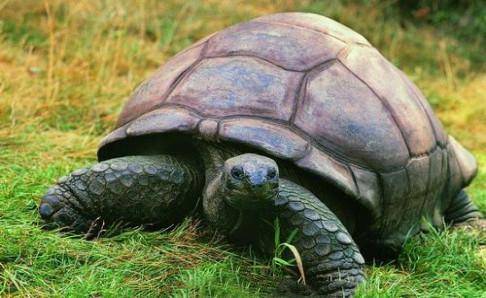 How does tortoise gastroenteritis treat