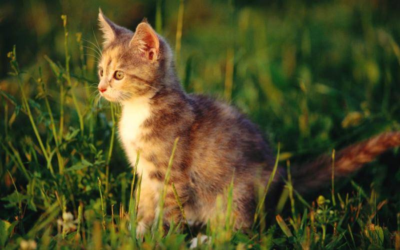How old a male cat can be sterilized, usually at this time
