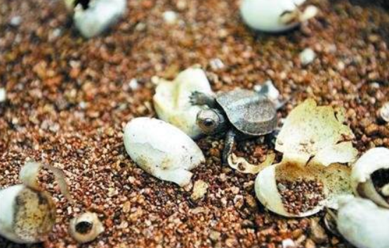 How do turtle eggs hatch? Just pay attention to these points