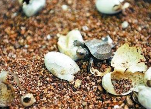 How do turtle eggs hatch