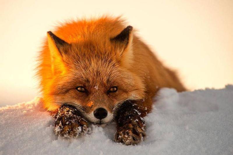 How to raise a fox