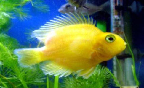 What about white spots on tropical fish? See if these are the reasons