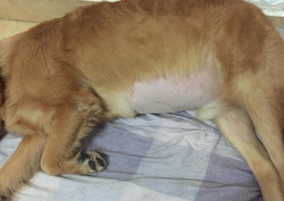 Dog ascites swollen how to do