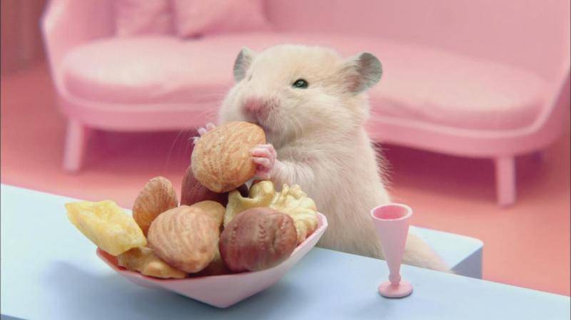 Can hamsters eat grapes