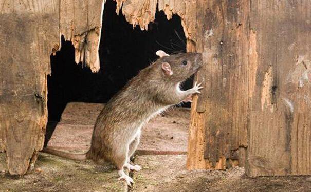 What do mice like to eat? The impression is that almost no one refuses