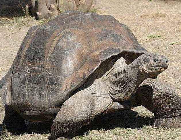 What is the longest life span of a tortoise? The tortoise fairy is not blown out
