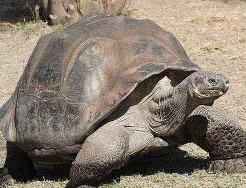 What is the longest life span of a tortoise