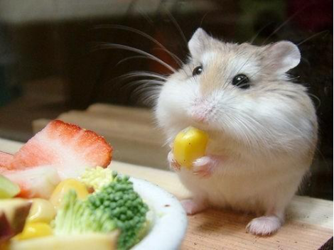 Can hamsters eat grapes