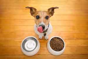 Top 10 Grain-Free Dog Food in 2022 [Recommended by WDJ]