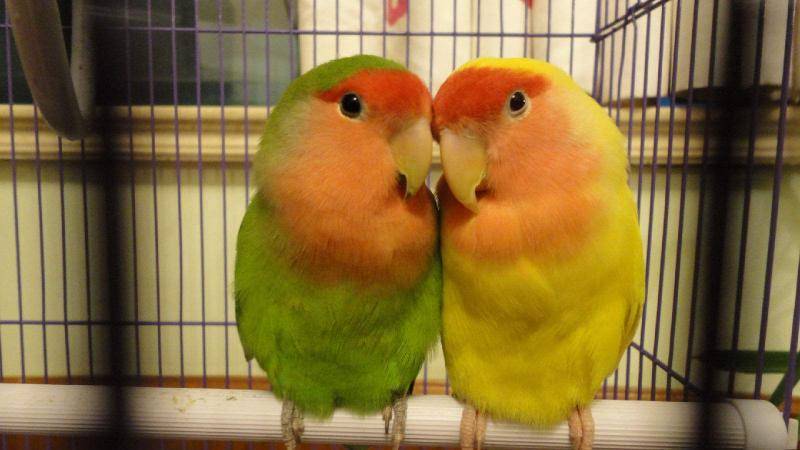 Peony parrot is a sign of breeding period. These behaviors will be very strong