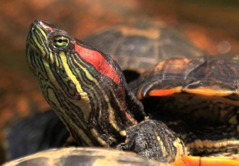 What is the longest life span of a tortoise