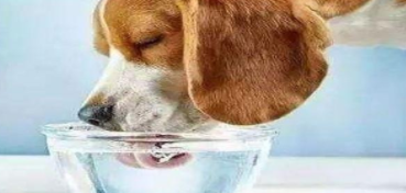 What’s the matter with dogs drinking water all the time? It may be caused by these reasons