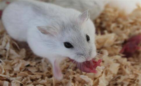 How do silver fox hamsters train? These tips are worth trying
