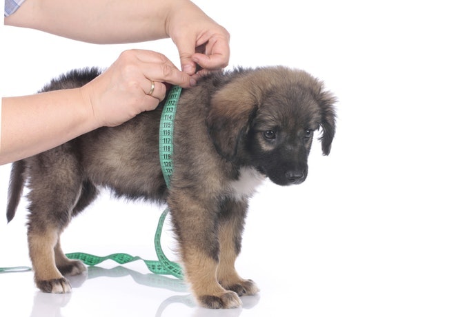 Top 10 popular dog auxiliary belts